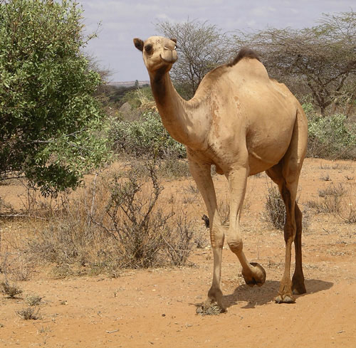 camel.jpg