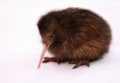 kiwis can't fly kiwi.jpg